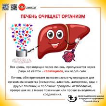 22-28 июля Неделя профилактики заболеваний печени