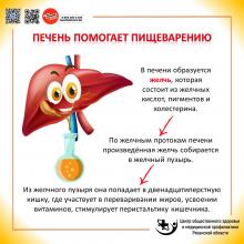 22-28 июля Неделя профилактики заболеваний печени