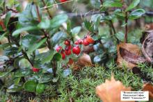 шк.50 Широков Артём Вечерняя зорька 1 место