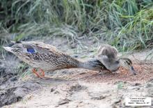 шк. 35 Синицин Егор, Утиные истории, 2 место