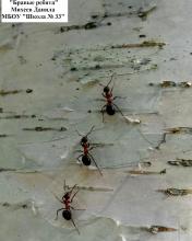 шк. 33 Михеев Данила, Бравые ребята, 3 место