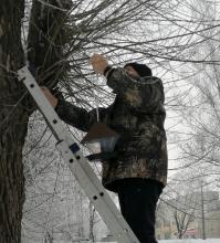 Столовая для пернатых